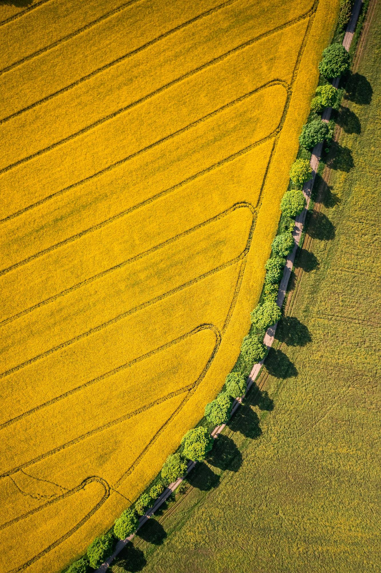 Amazing field of rapeseed. Agriculture in Poland.